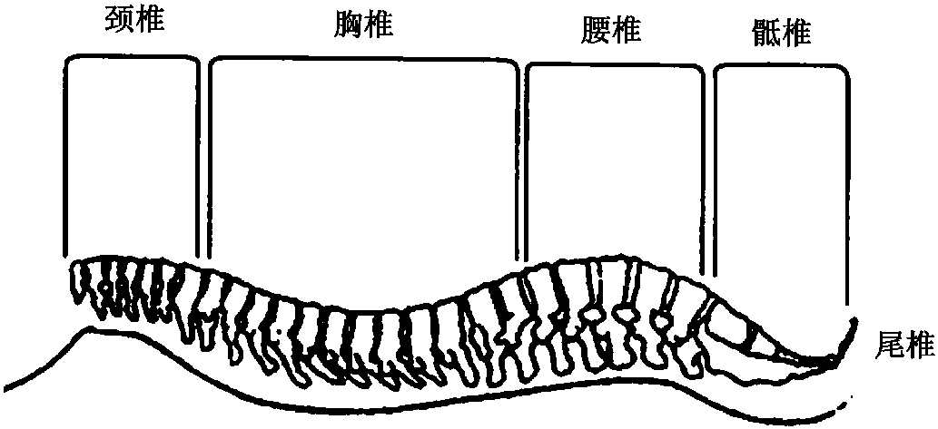 第二節(jié) 蛛網(wǎng)膜下腔阻滯麻醉